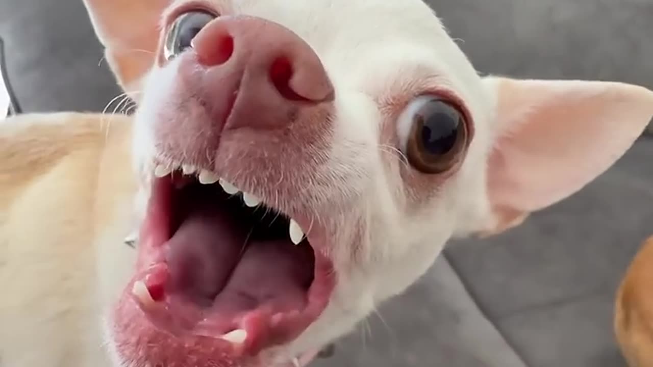 Funny animals