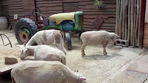 sheep