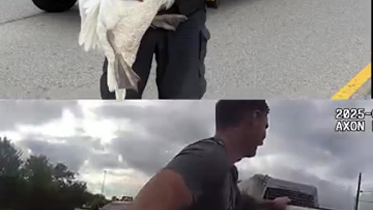 Bodycam： Officers try to catch swans blocking traffic in Highland Park