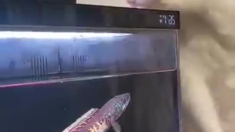 Funniest kitten moments 😂 Funny cats and dogs videos 😺🐶