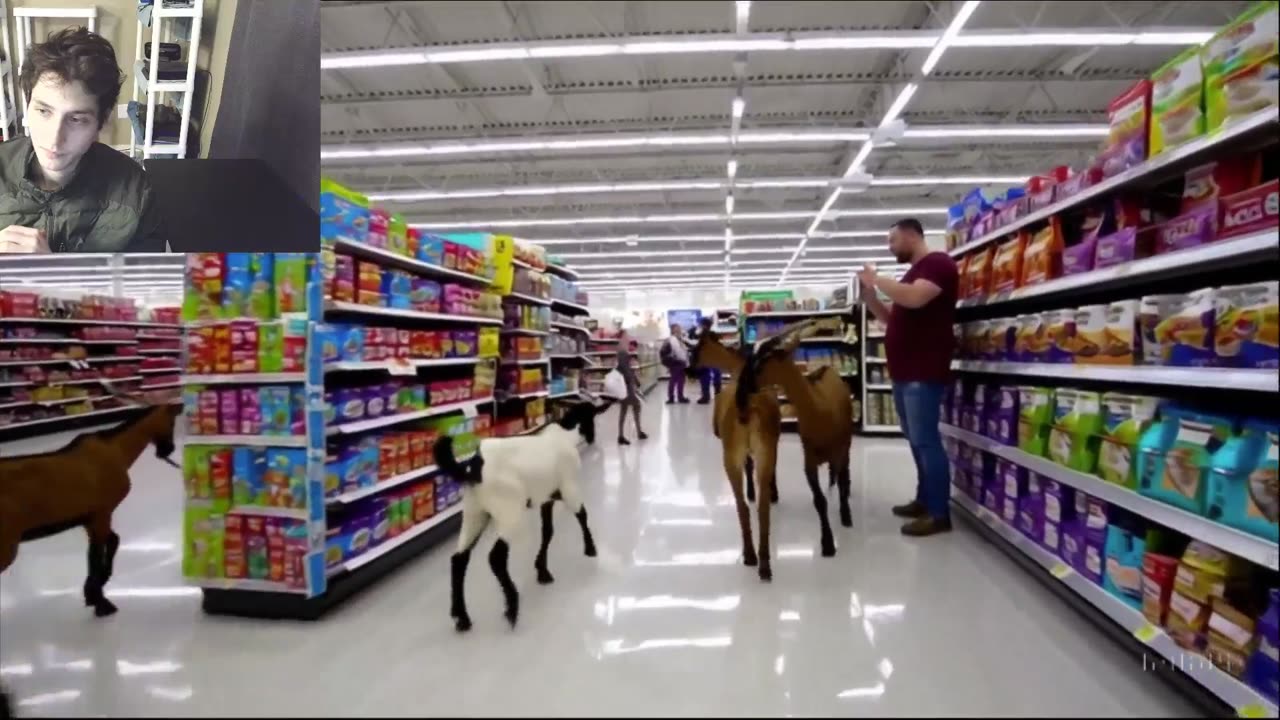 Donkeys Roam Around A Walmart Supercenter Fake Funny Parody Video With Live Commentary