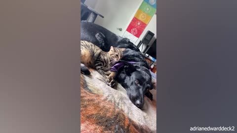 When your cats who can't deny their love for dogs 😻