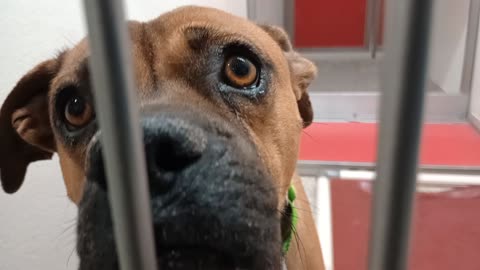 Soren 1y A877705 kennel 173 PACC shelter he's getting more comfy with me20251017339