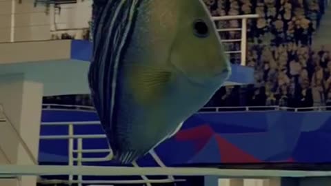 Which Fish Wins the Gold Medal?