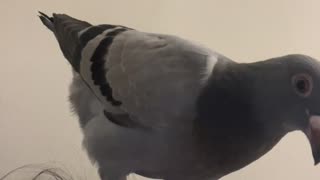 😂🐦 This Pigeon Has a Major Fashion Disagreement! Piercing Fail | FunFM