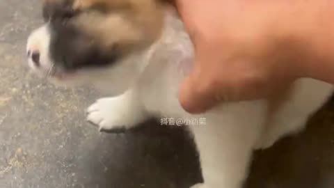 Dog's Comedy Videos 🤣 so cute videos and puppies comedy scenes 🤣 so cute 🥰🥰🥰🥰