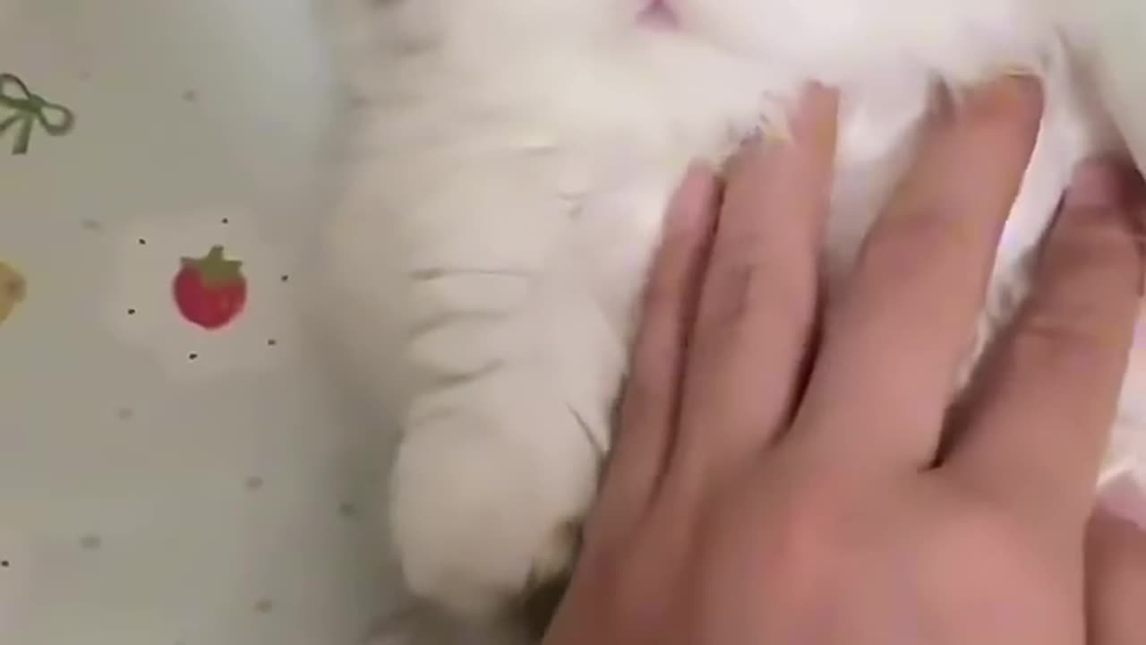 Cutest Cat Ever! 😻#cat #kitten #cute #catlovers