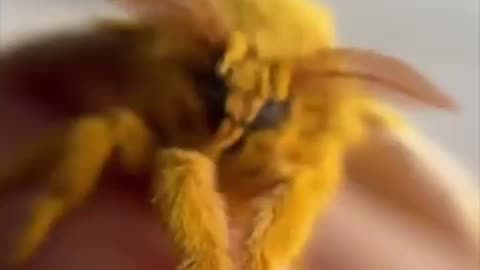 Moths have fur