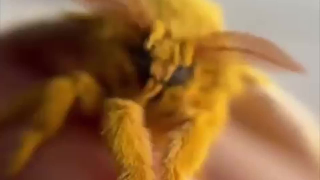 Moths have fur