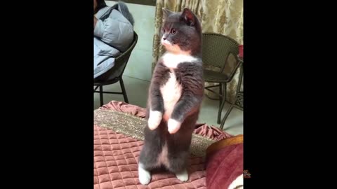 Try Not To Laugh or Grin While Watching Funny Cats and Dogs