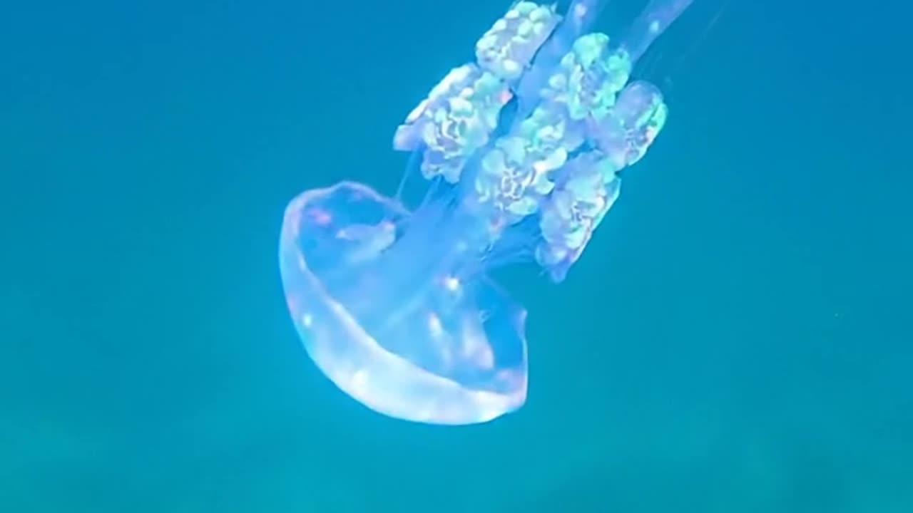 Jellyfish Aurelia