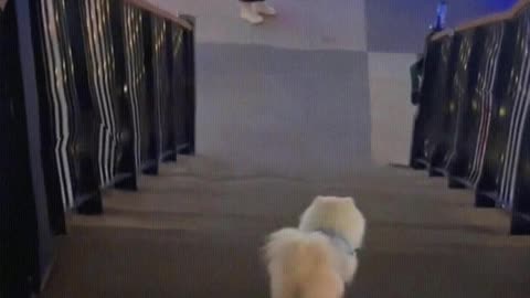The dog plays skateboard down the stairs