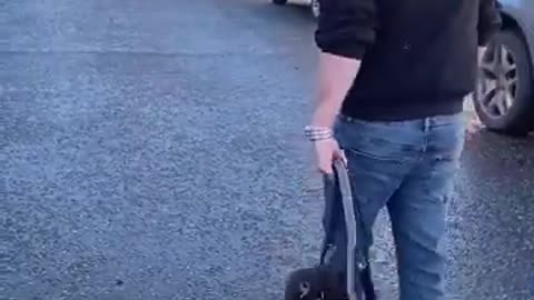 Amazing: How To Stop Leash Pulling