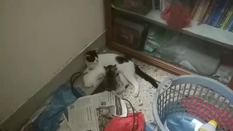 3M TV. Cat Series_ 5. Mom Cat Breastfeeding Baby Kittens. Animal Psychology, Behavior. Cat, Kittens.