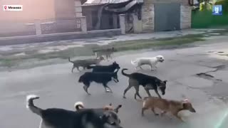Packs of Former Pets Roam Abandoned Ukrainian Villages as Volunteers Struggle to Cope