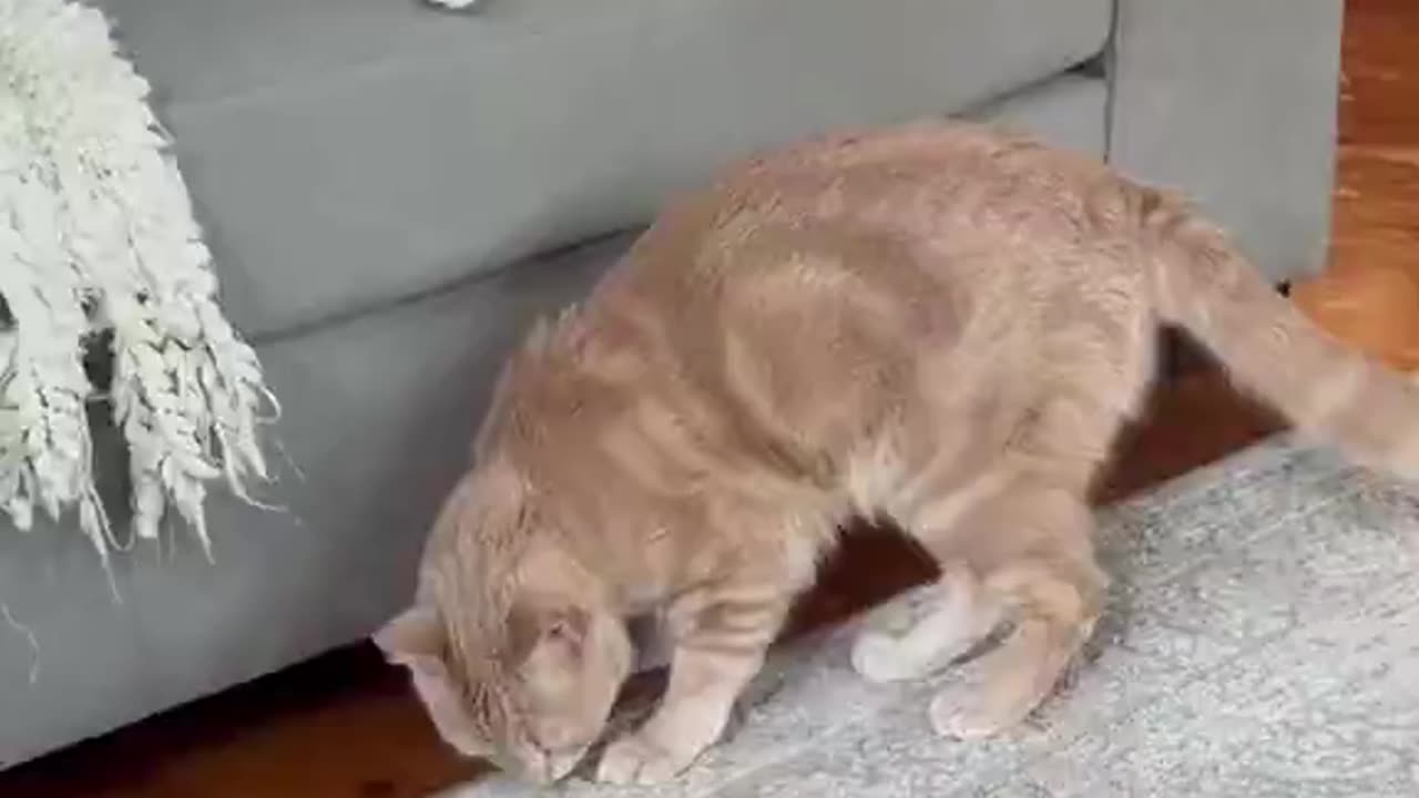Why Are These Cats Acting So Weird Together?😂