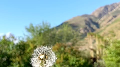 Dandelion