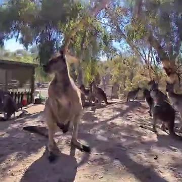 Welcome to Australia 🇦🇺