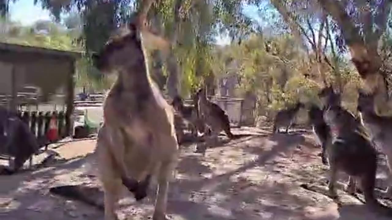 Welcome to Australia 🇦🇺