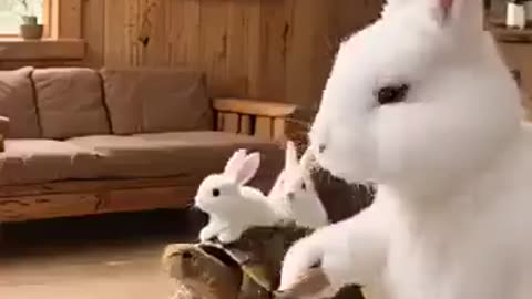 A Rabbit and a Tortoise
