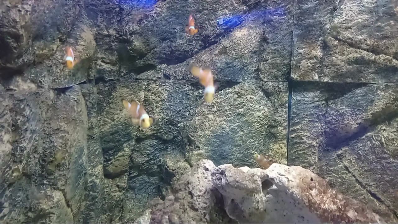Playful Adventures with Sophie&Leon-Visit Ocean Aquarium Park Protaras Cyprus