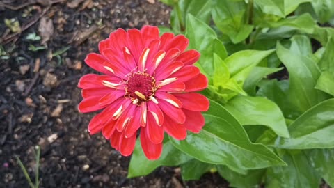 Zinnia