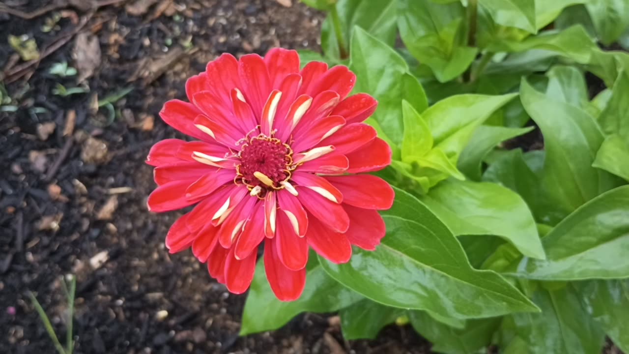 Zinnia