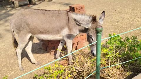 lovely donkey on Elephanta isle #animalhumor #animals #donkey