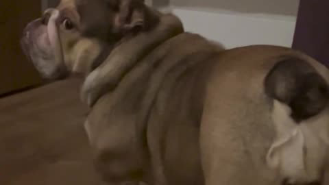 😂😴 She's Not a Morning Dog and Wanted to Go Back to Bed | FunFM