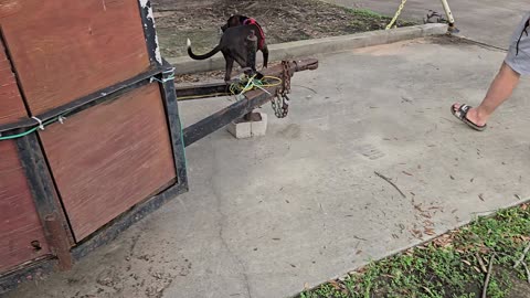 Trailer Issues
