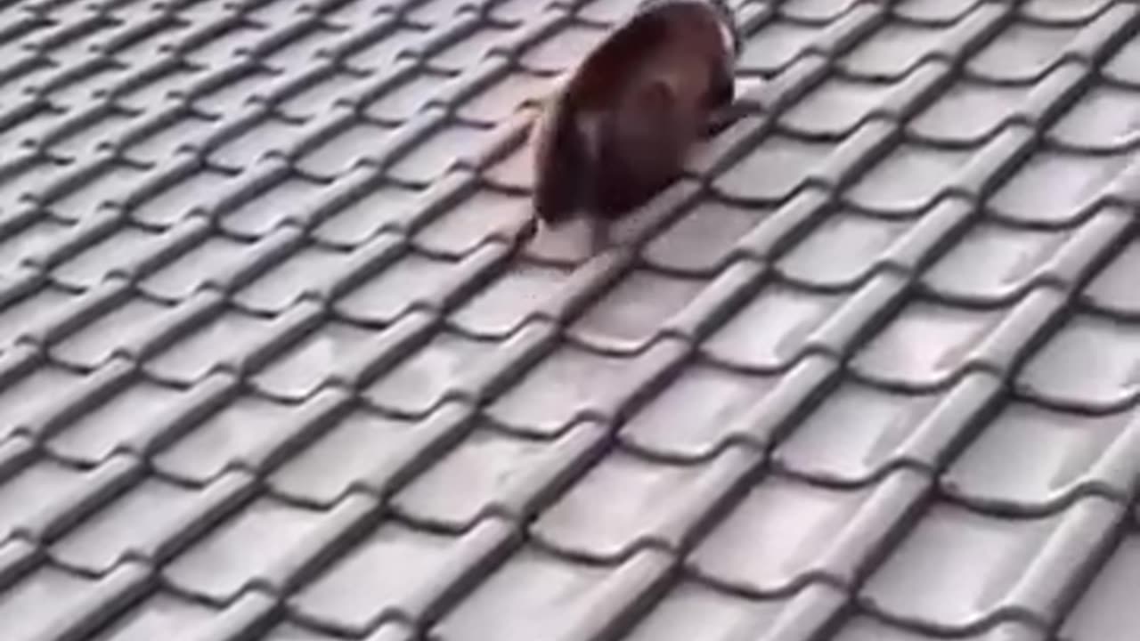 Viral pet videos | #viral #pet #rumblevideo