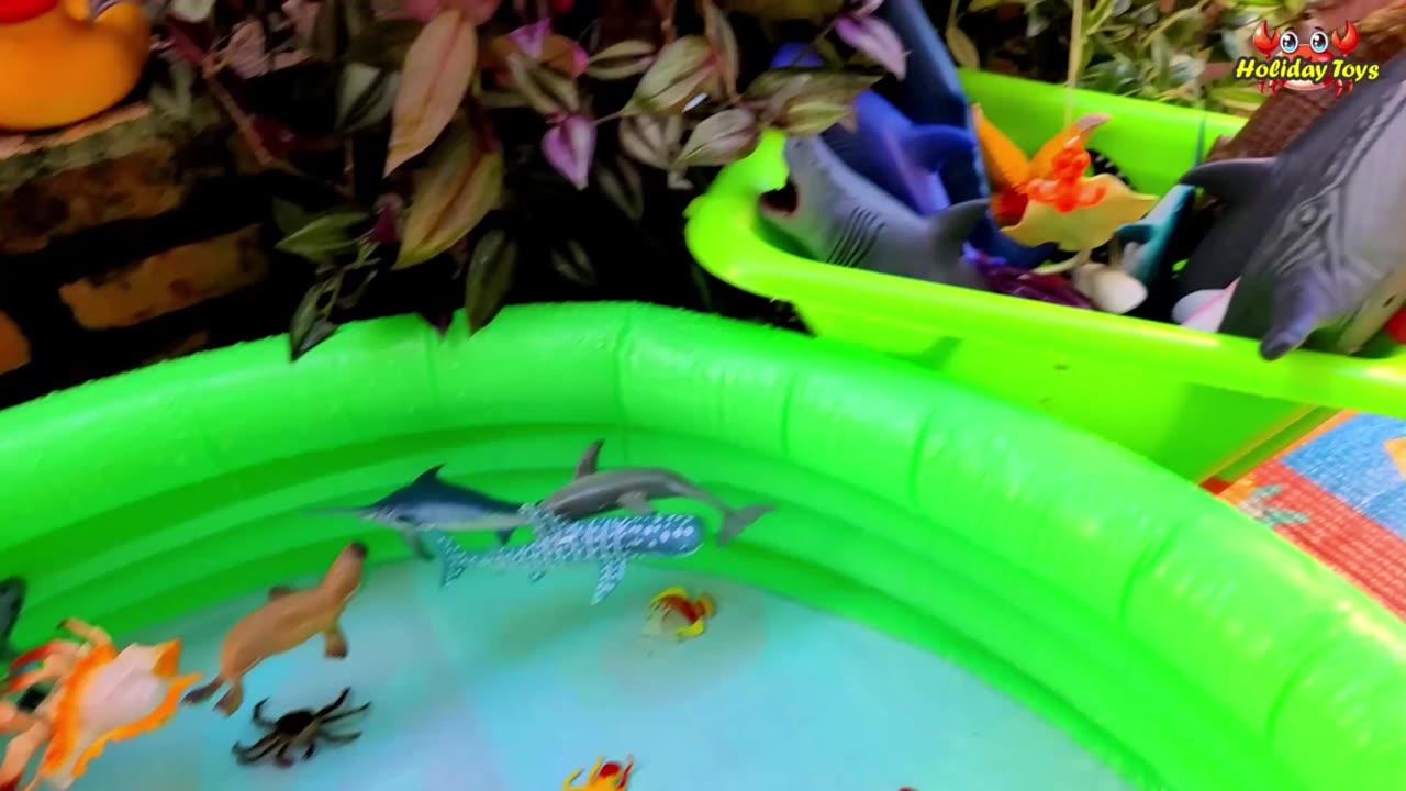 Jellyfish Playing with Shrimps in Lagoon in the Afternoon