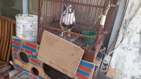 My Pigeon Flying Over 100 km – Full Journey!