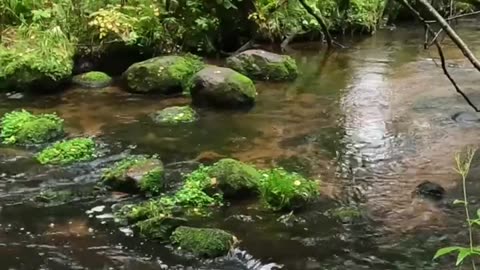🏵️Sonidos Sanadores💚Música Relajante para la Paz Interior #shorts #music #mindfulness