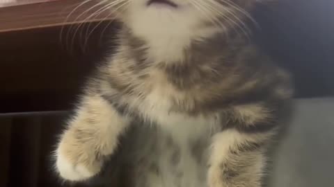 Cute Kittens Playing 🐱 | Funny Cat Babies Moments 2025 | Must Watch in 4K
