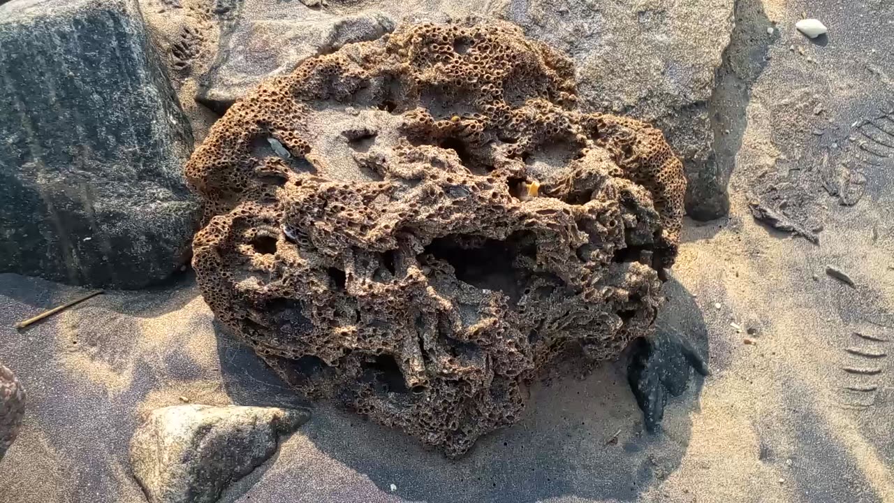 A coral reef was found on the Bamabalapitiya beach.