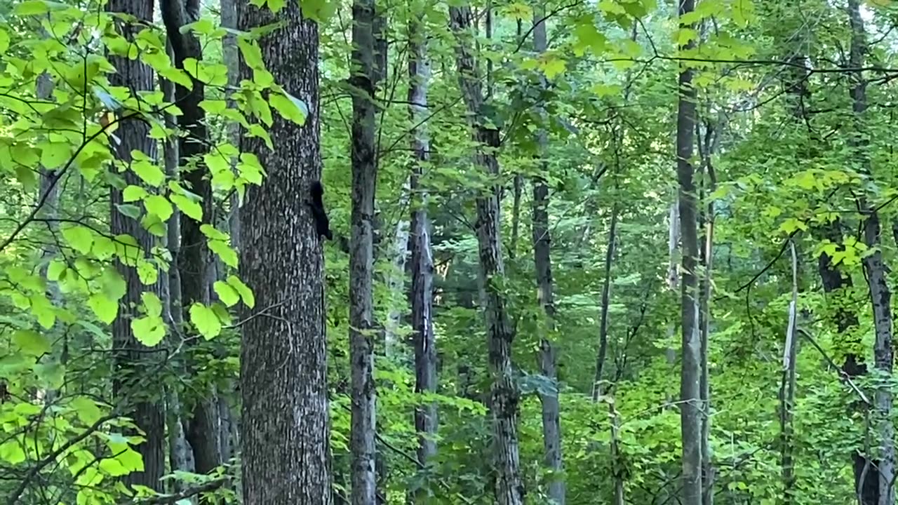 Angry Squirrel