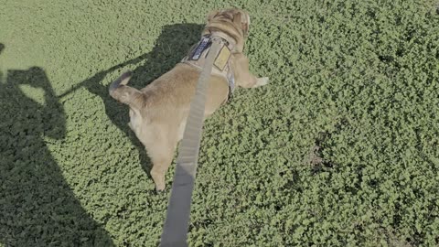 Bran running at the dock