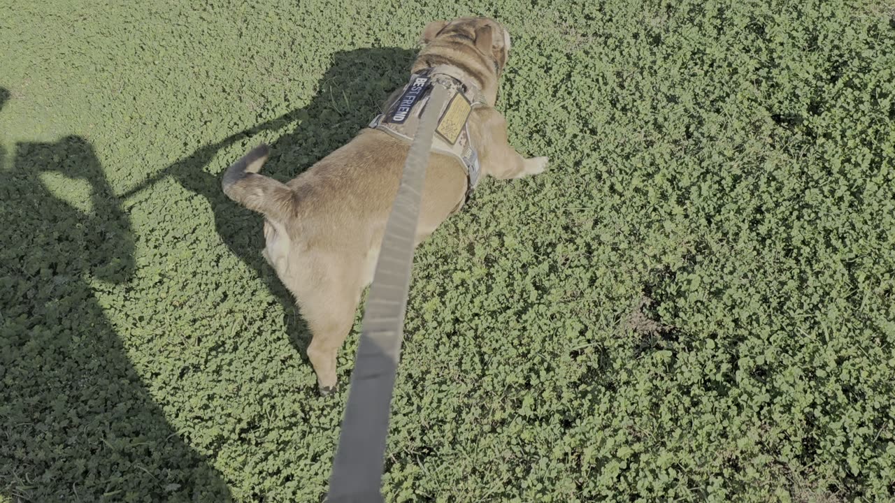 Bran running at the dock