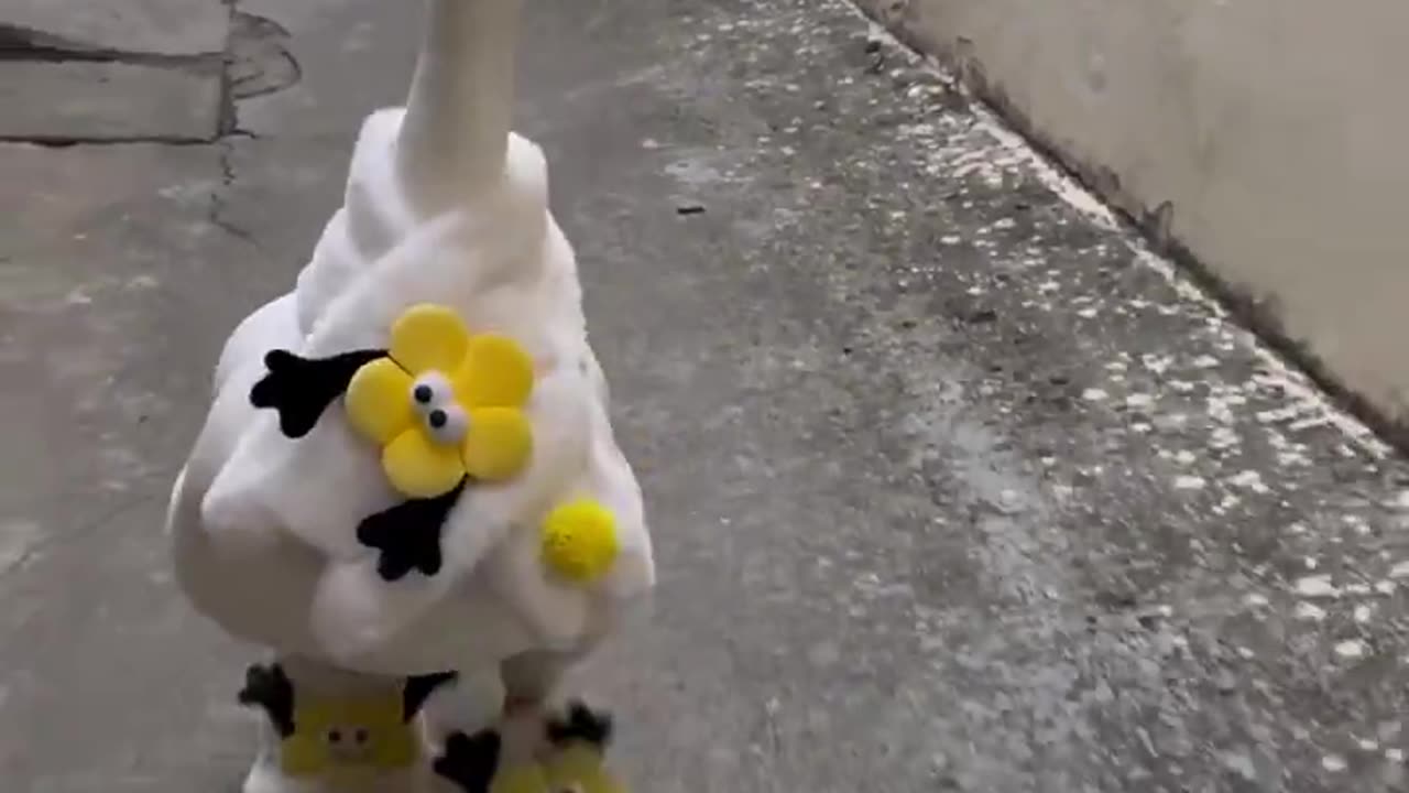 Walk time 🦆