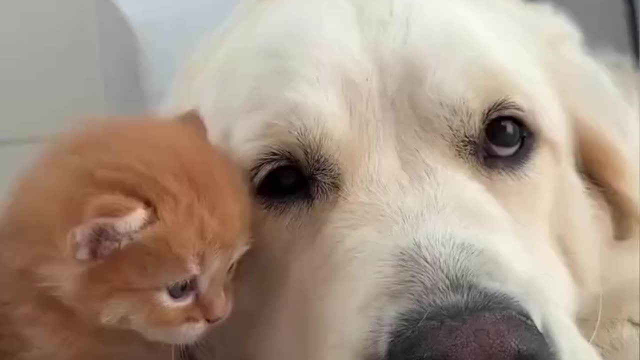 So Much Love! Dog Shows Pure Affection to Tiny Kitten 🐶❤️🐱