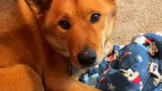 Catching my dog using my computer