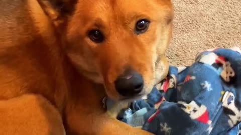 Catching my dog using my computer
