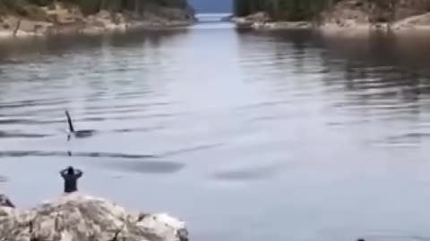 ORCAS- The Killer Whale