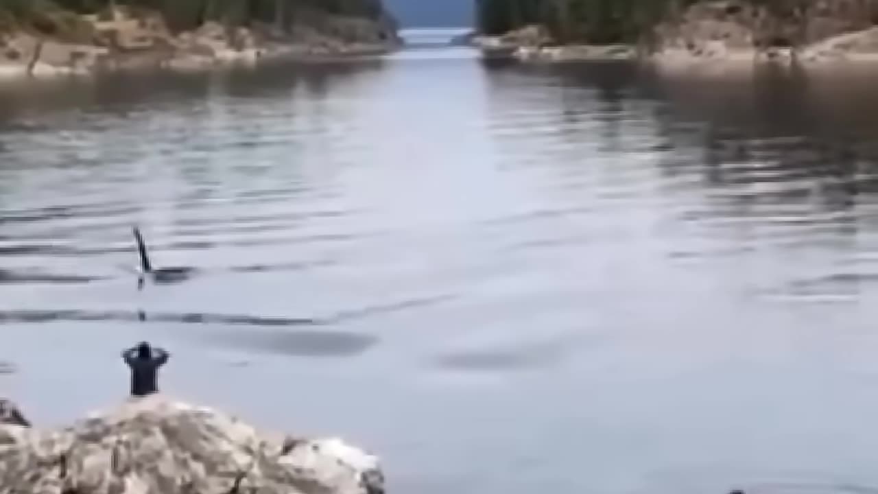 ORCAS- The Killer Whale