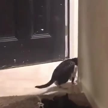 CAT Made a Mistake 🤣