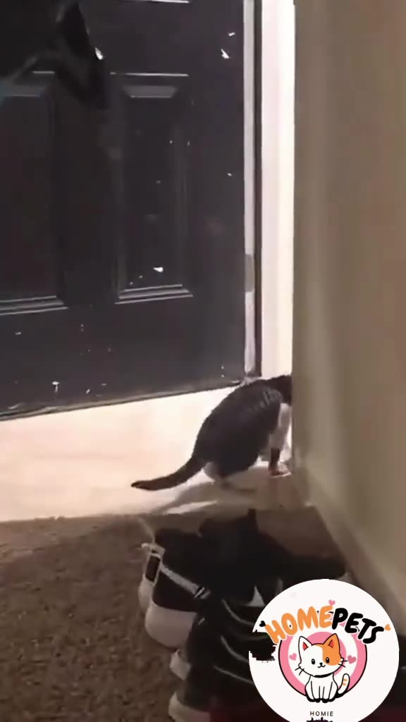 CAT Made a Mistake π€£