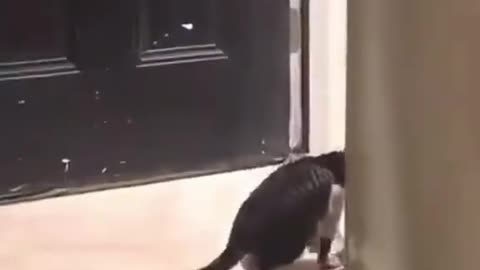 CAT Made a Mistake 🤣