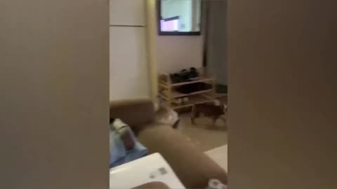 Funny Cats & Dogs Video
