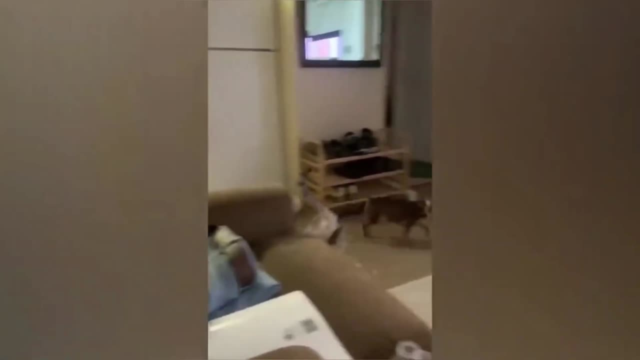 Funny Cats & Dogs Video